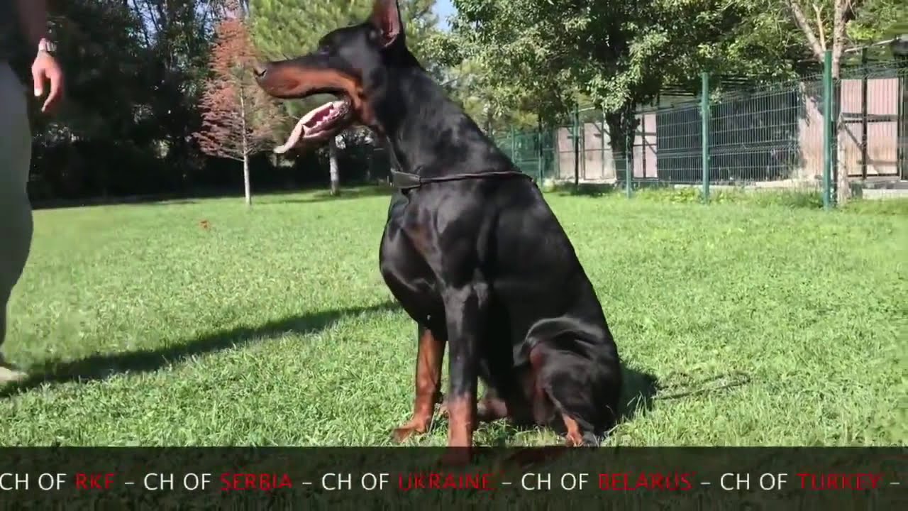 European Doberman - Pride of Russia Status