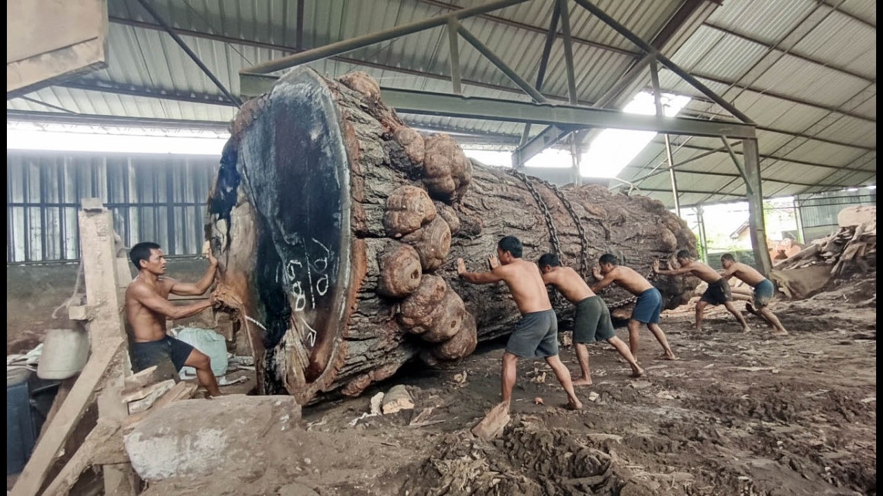 SMART BUT DANGEROUS TRICK ‼️ sawing the famously hard Kramat Tunggak trembesi wood🌲