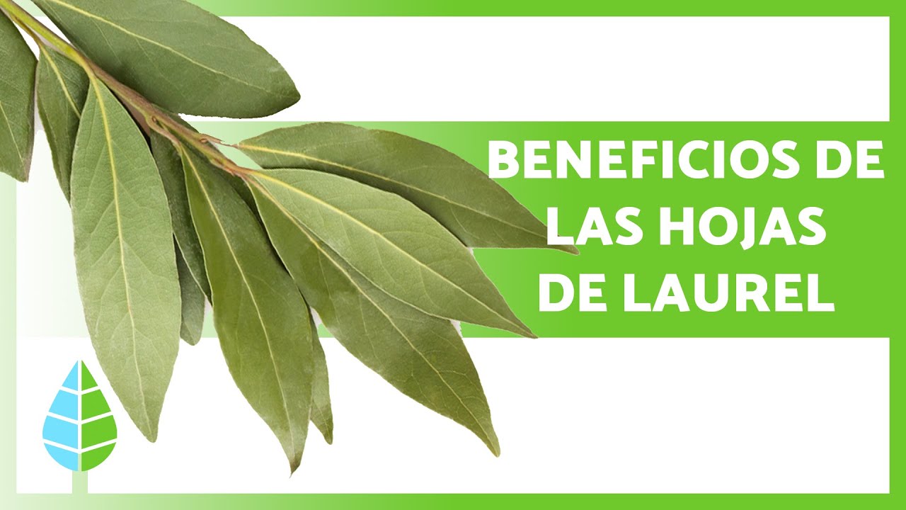 Para qu&eacute; SIRVEN las HOJAS de LAUREL 🌿 (Propiedades, Beneficios y C&oacute;mo Tomarla)