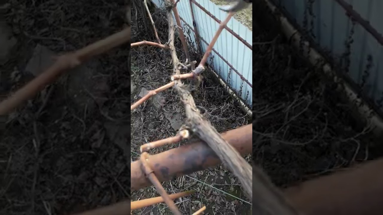 TAIERI VITA DE VIE: BOLTA sau PERGOLA 2021