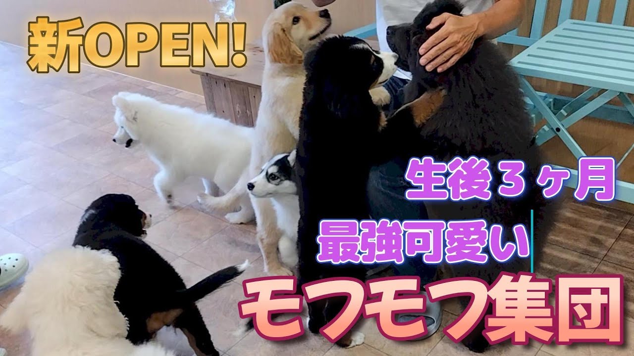 大型犬カフェに行ったら、愛犬に浮気がバレてしまいました【Large dog puppies cafe in Japan】