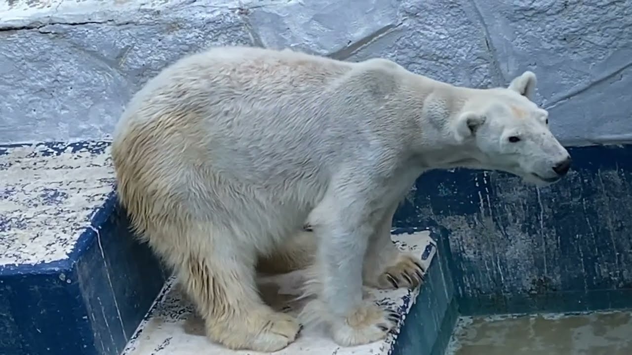 水を飲んで段差を上るしろくまバリーバ【とべ動物園】2026年3月29日