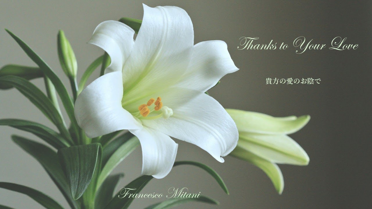 Thanks to Your Love （貴方の愛のお陰で）