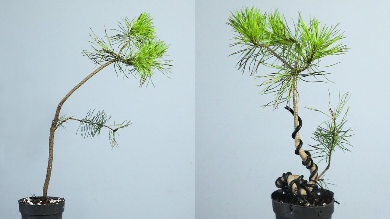 Bonsai Q inspired trunk bending - Scots pine