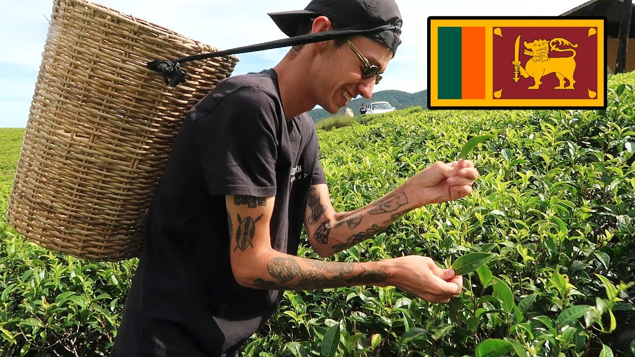 DANS UNE PLANTATION DE THÉ AU SRI LANKA