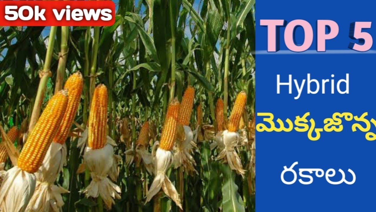 TOP 5 maize seeds | Maize cultivation | pioneer seed,Syngenta | Agri mentor