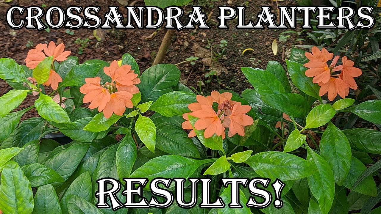 Crossandra Planters Results! (English)