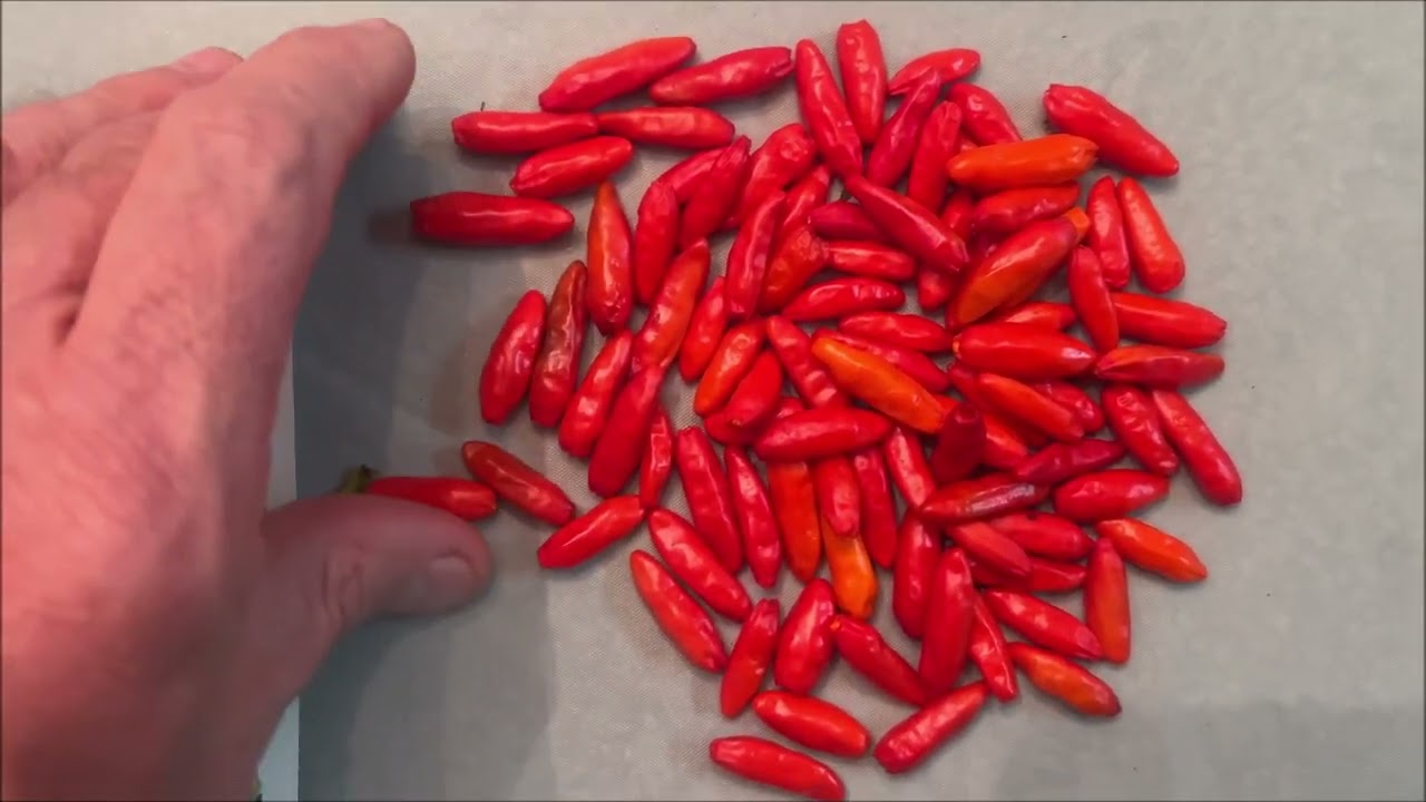 The Last of My Harvest for 2025!  Showing off the last of the peppers.