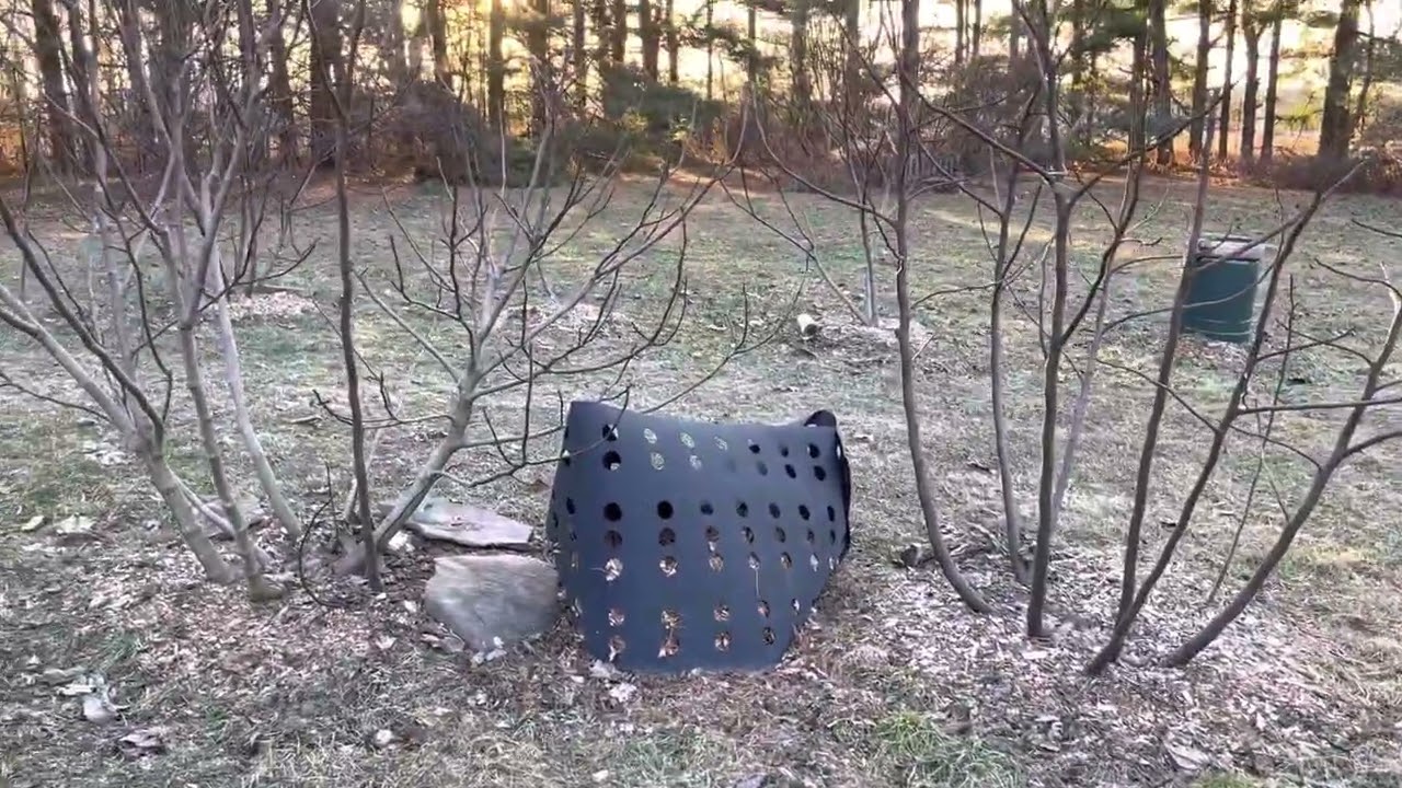 In-ground fig tree spacing and pruning