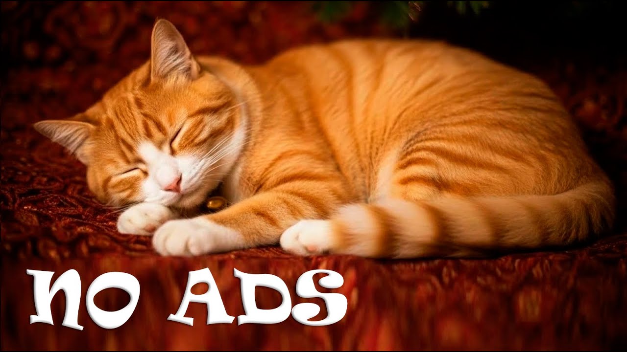 Cat Music Playlist 😺Stop Meowing & Relax – Gentle Lullaby | 12 Hours (NO INTERRUPTIONS)