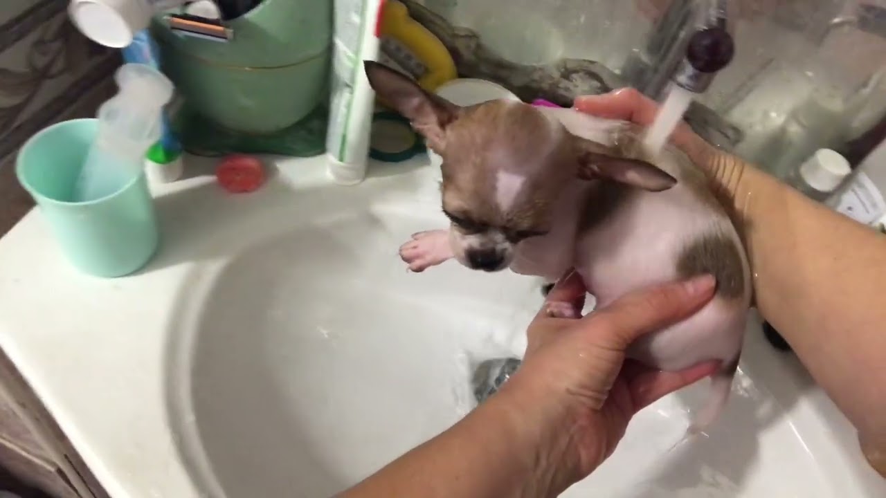 Bating a puppy in the sink 