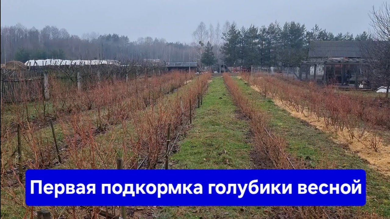 Первая подкормка голубики весной! Как подкислять почву на голубике! АЗОФОС