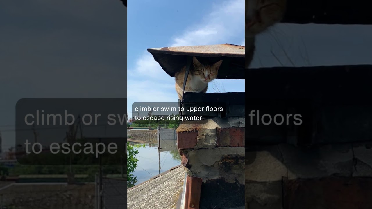 Animals Face Drowning in Ukrainian Flood Zone &ndash; How You Can Help