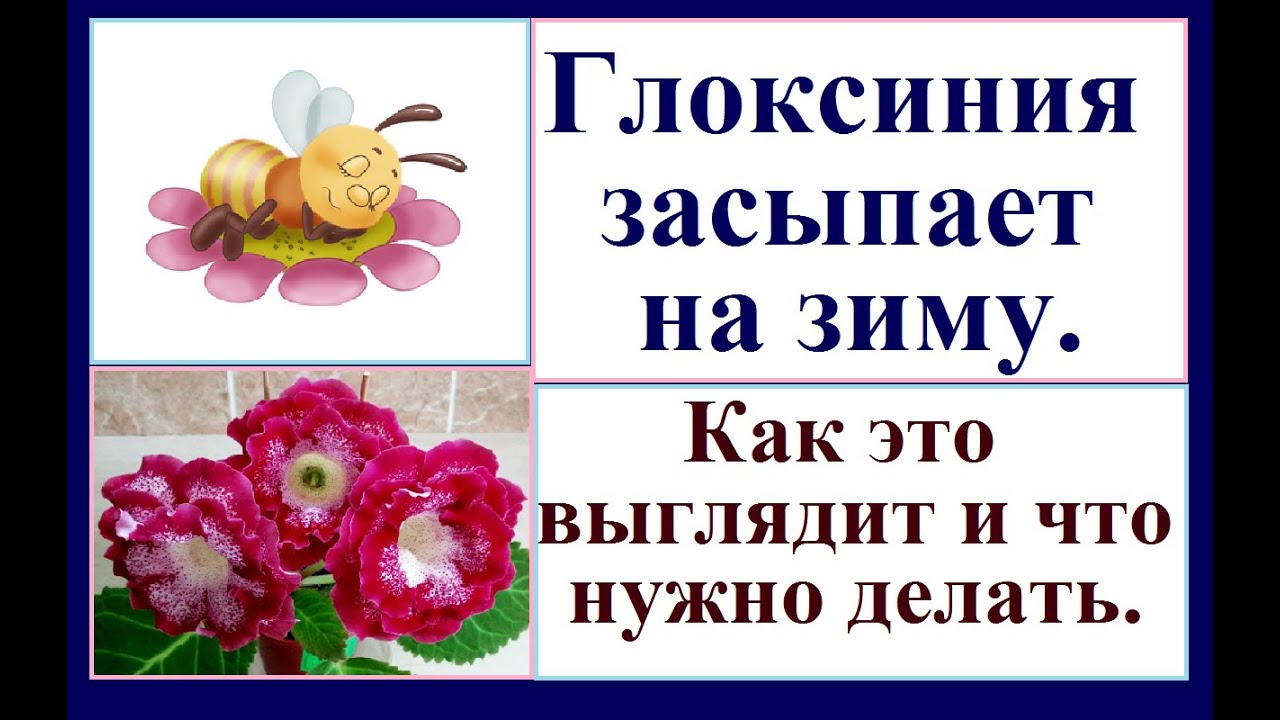 Глоксиния засыпает. Как это выглядит и что делать в этот период.