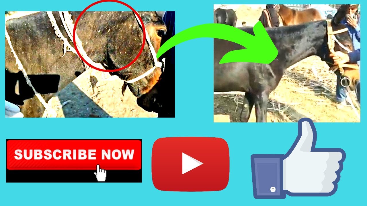 Chronic Skin disease in Equine / Mule