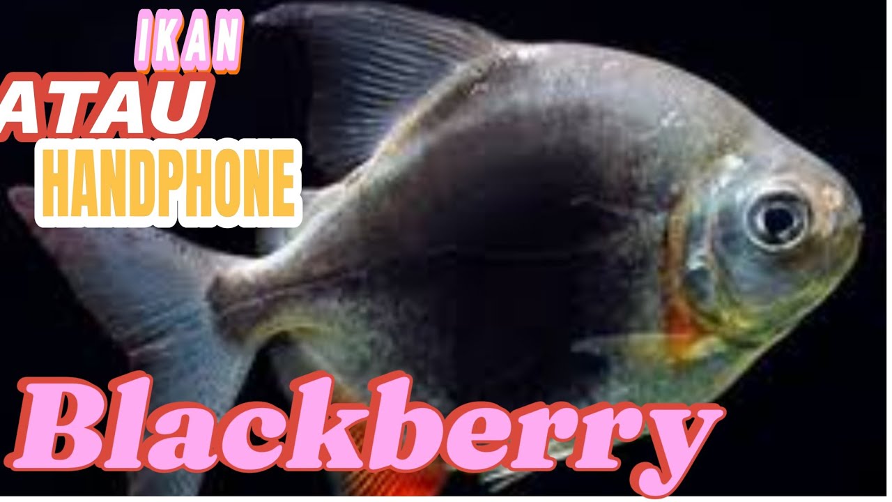Fakta menarik Myleus Blackberry