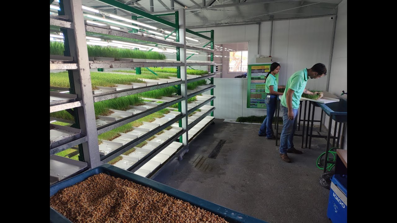 Como funciona a produção da Forragem Verde Hidropônica Biofeed?