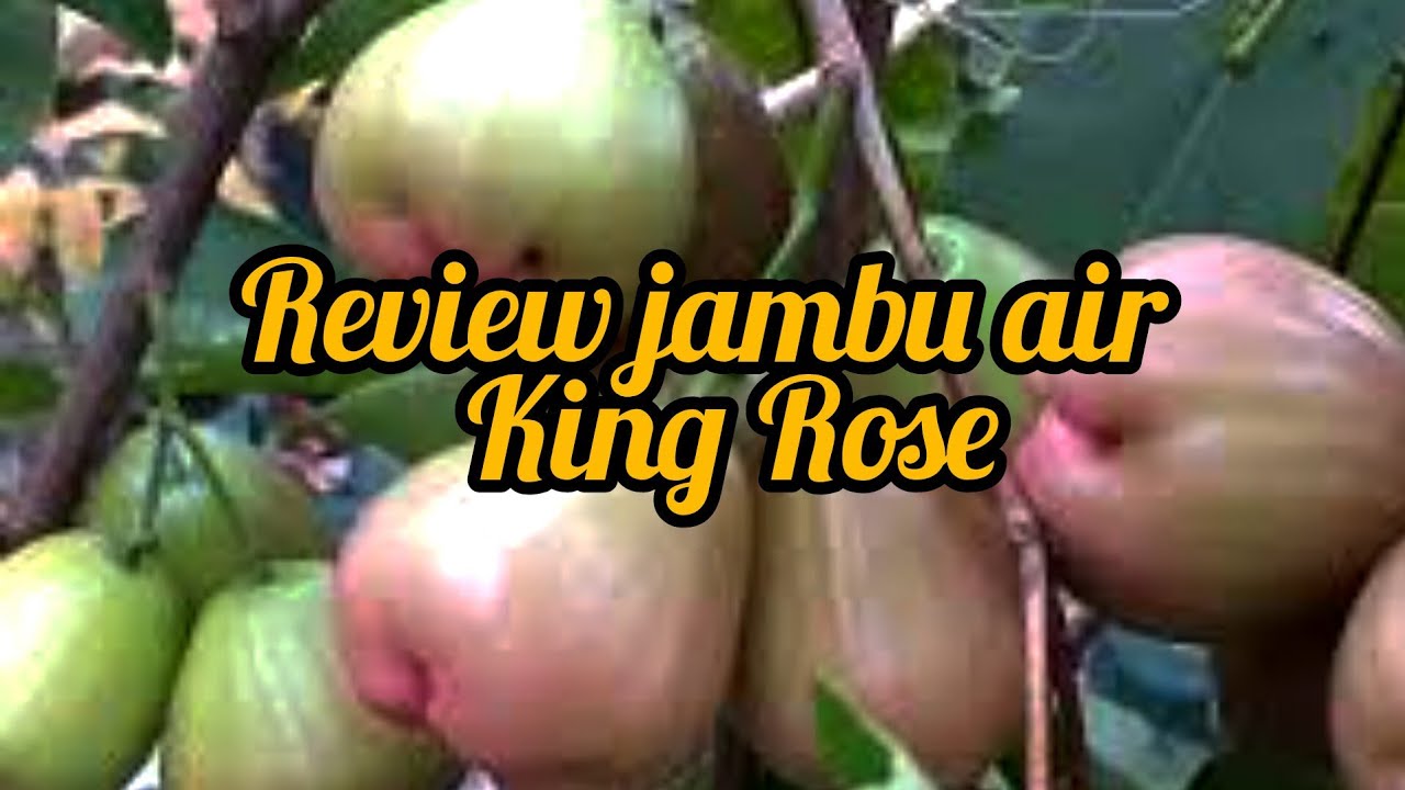 Buah Perdana Jambu Air King Rose #jambu#jambuair#Jambuairkingrose#jambumadu#jambucitra#jambudalhari
