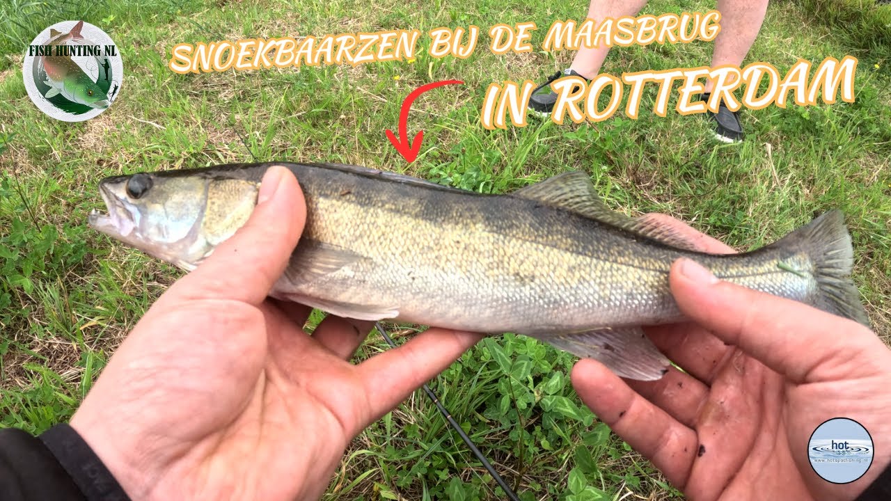 SNOEKBAARZEN bij de MAASBRUG in ROTTERDAM #43 Fish Hunting NL