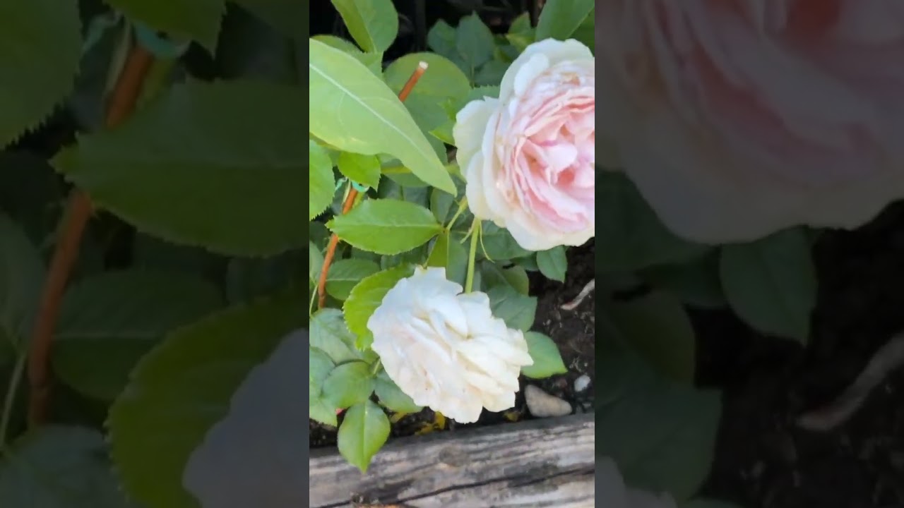 White roses #summer #love #garden #rose #lunatonisecretgarden