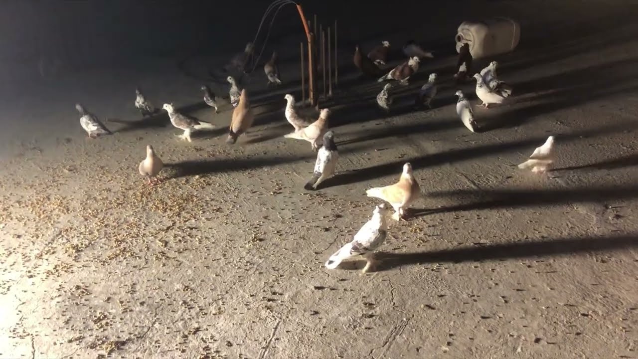 اقوى الحمام الباكستاني يوم ونص بالجو ما ينزل