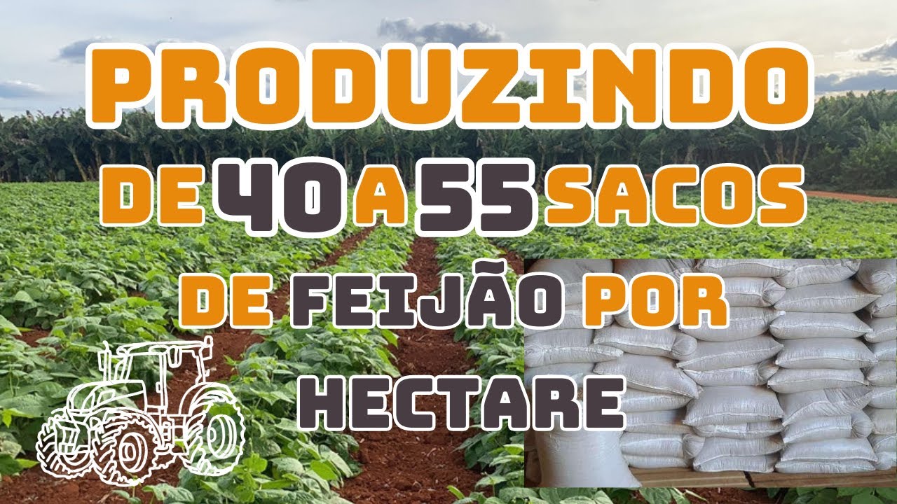 Plantio de Feijão: Veja Aqui O Segredo da adubação para produzir 40 a 55 sacos de feijão por hectare