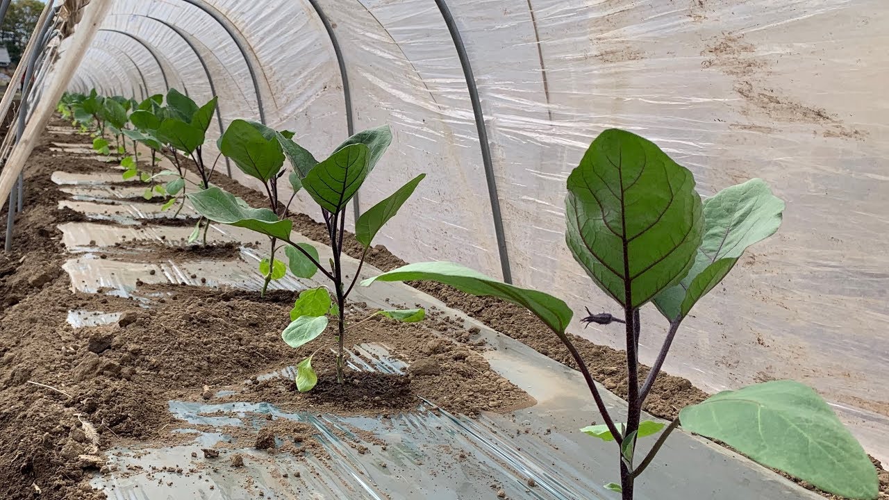 茄子の定植作業 病気に強くなる植え付け方法と管理 露地トンネル栽培 19/4/12