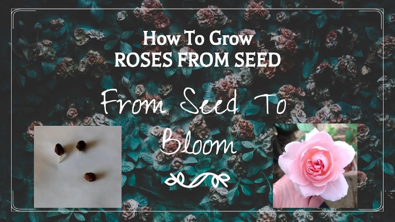 How To Grow Roses From Seed // From Seed To Bloom