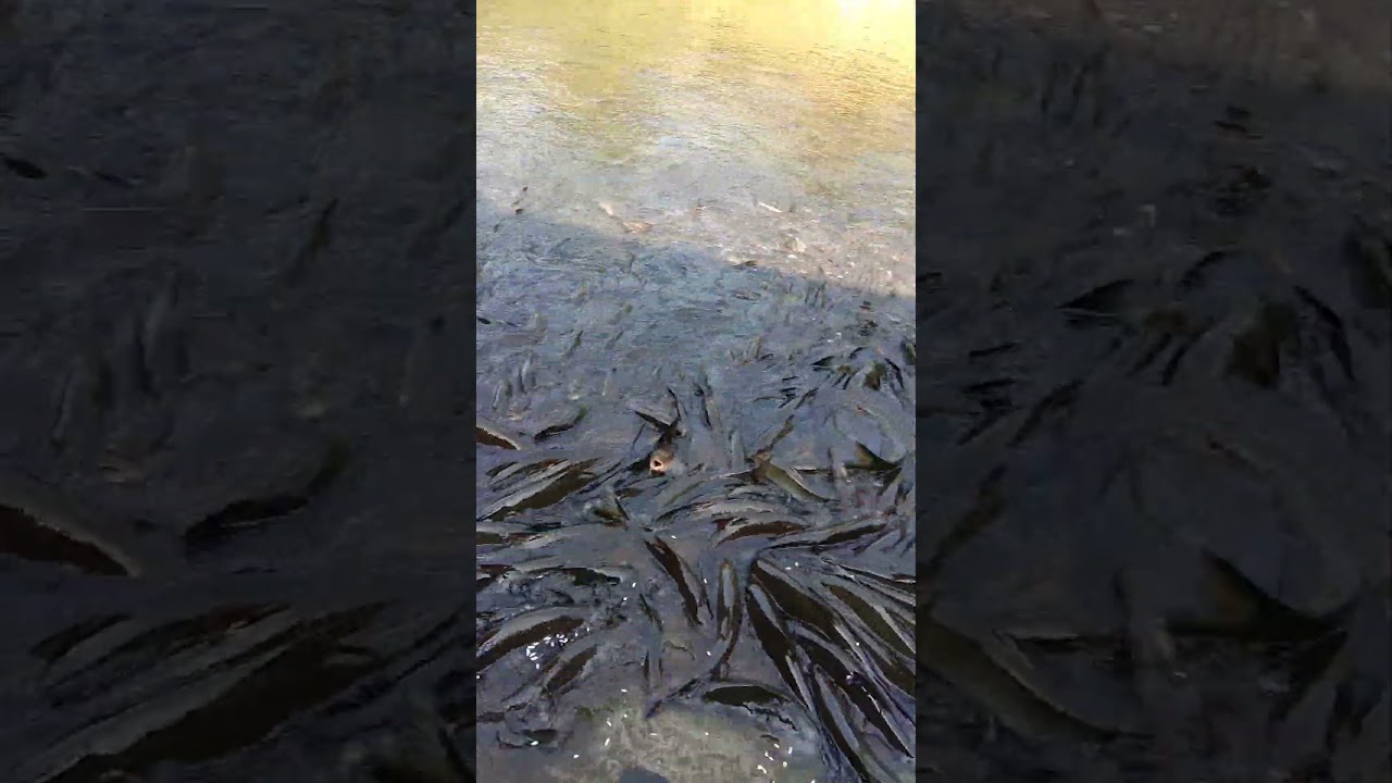 Kapila River@Shishila Temple
