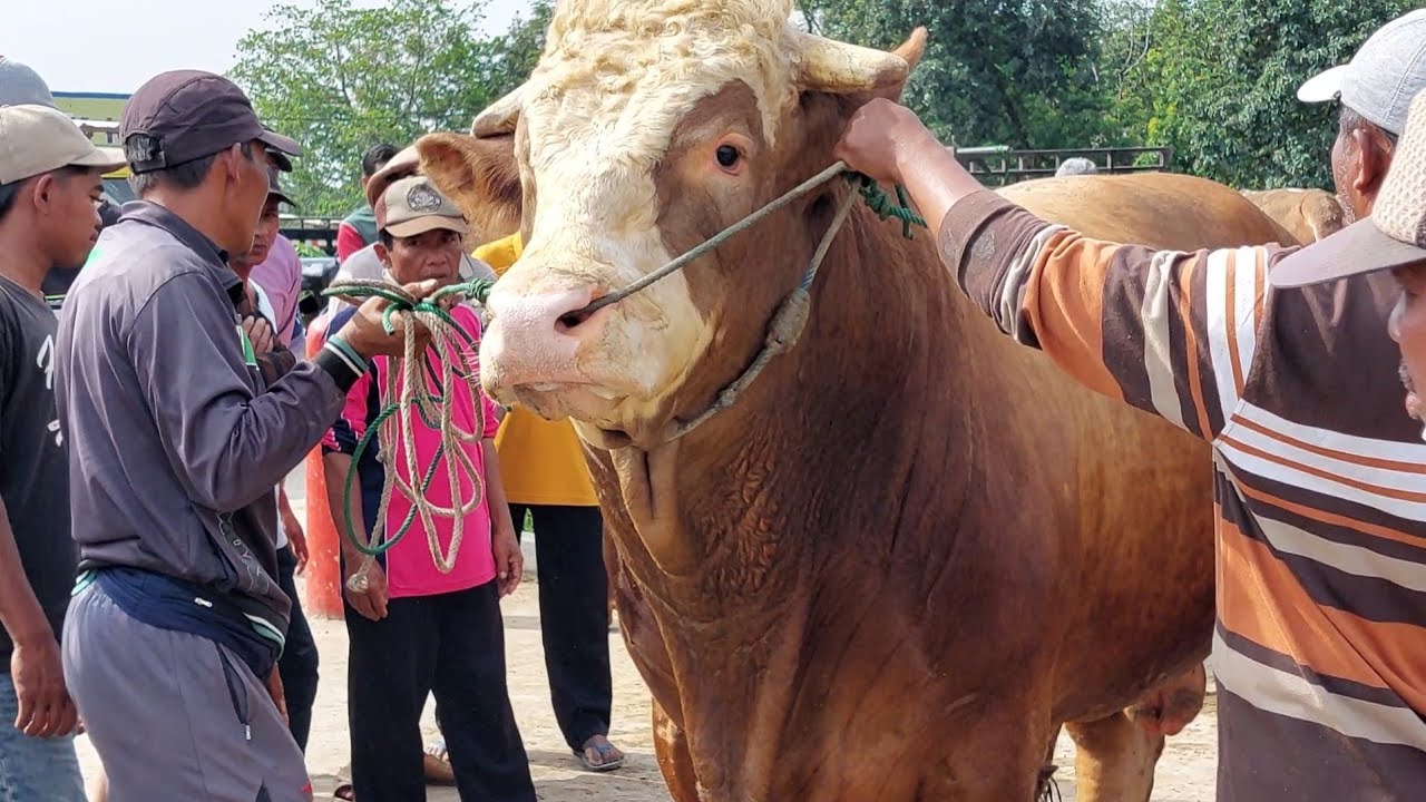 SAPI JUMBO JADI REBUTAN MAS GALIH DAN MAS FAISHAL BLANTIK TULEN, akhirnya deal ke..