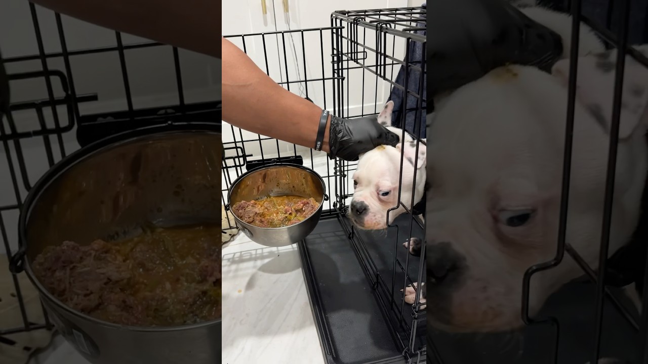 Managing puppy food aggression