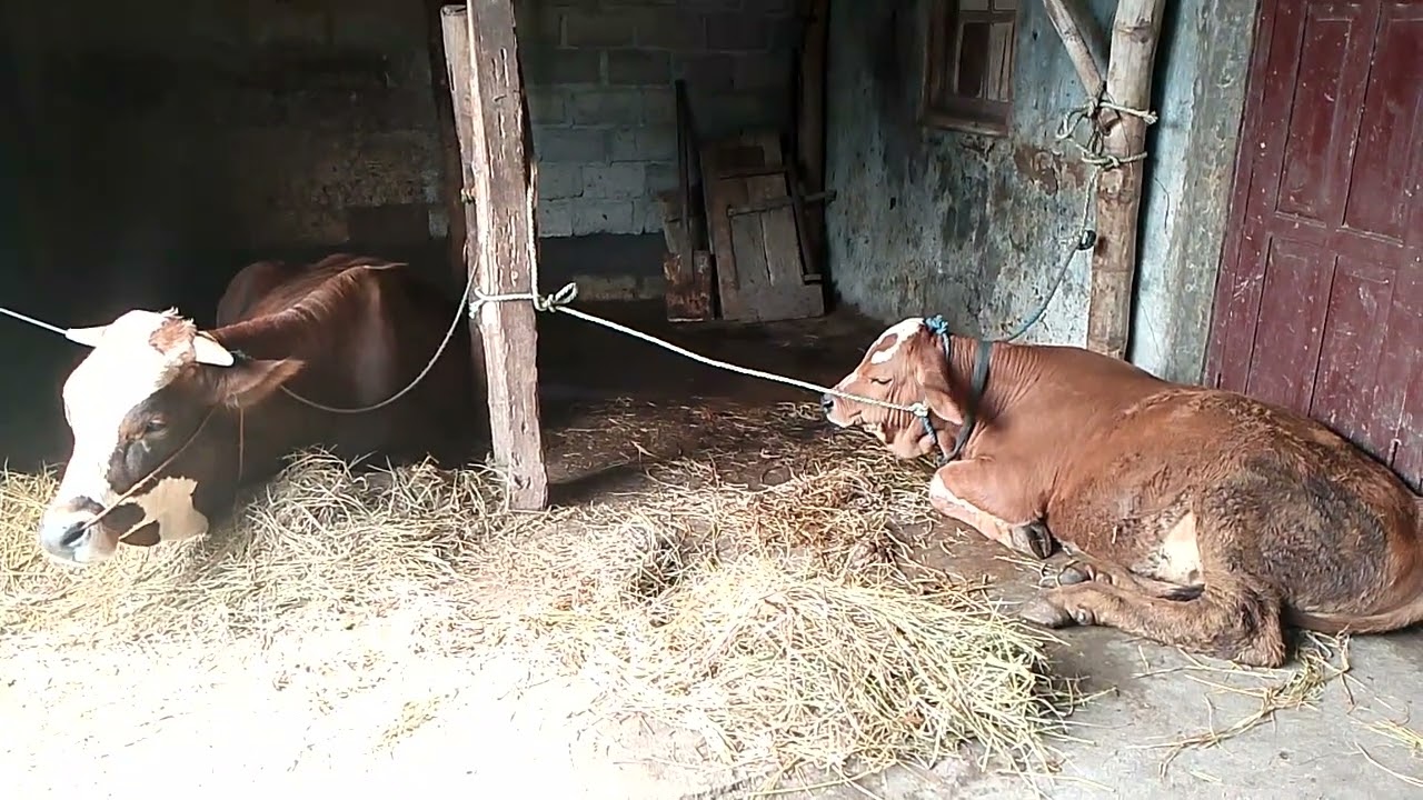 KEHIDUPAN SAPI DI KANDANG ‼️🐂
