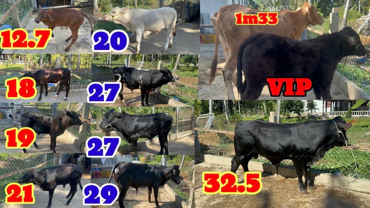 20.2| Đực 3b 12tr7. 3b lở 3b, đực kem và 3b. Cái bê và mẹ con đực 1m33.