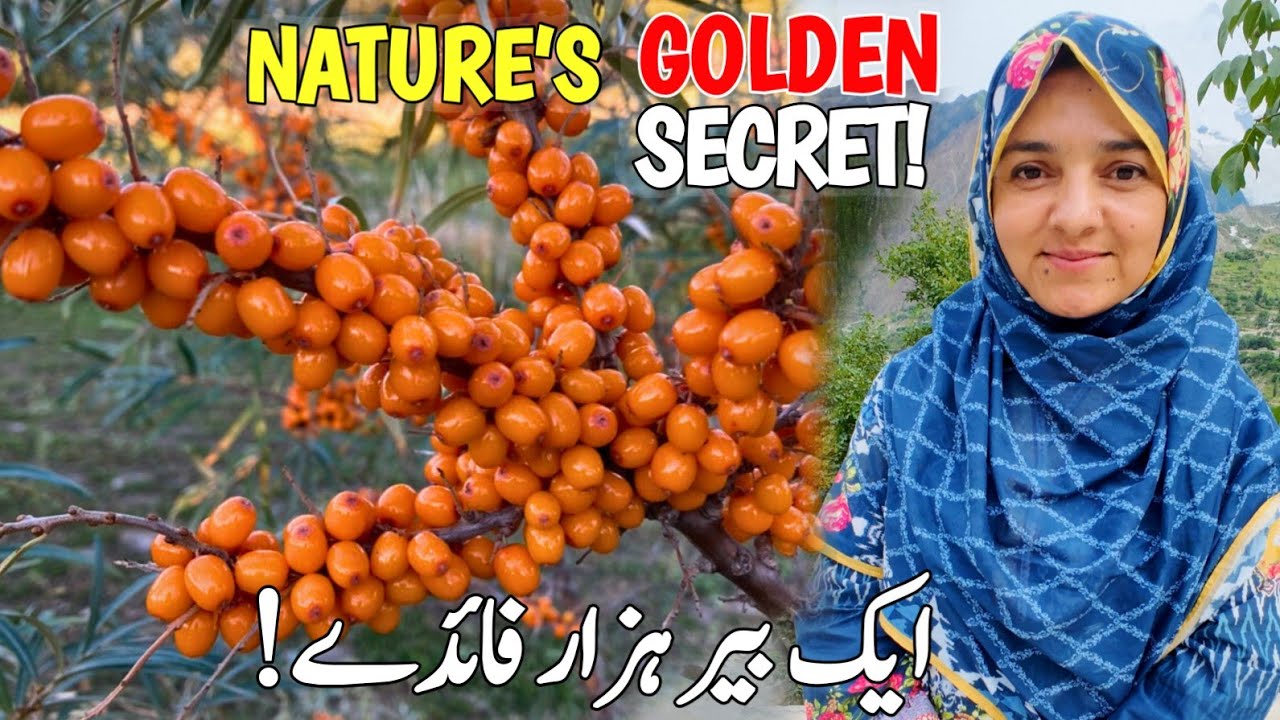 Sea Buckthorn: Nature’s Hidden Treasure In Mountains | Mountain Village Life | Gilgit Baltistan