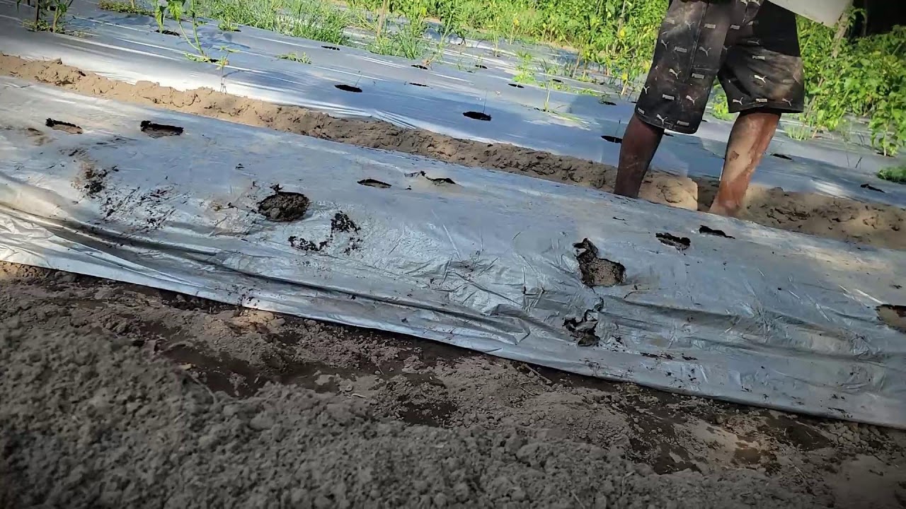 Chili Growing Tips: Mulch Preparation for Healthy Growth _FarmersLife _Shorts