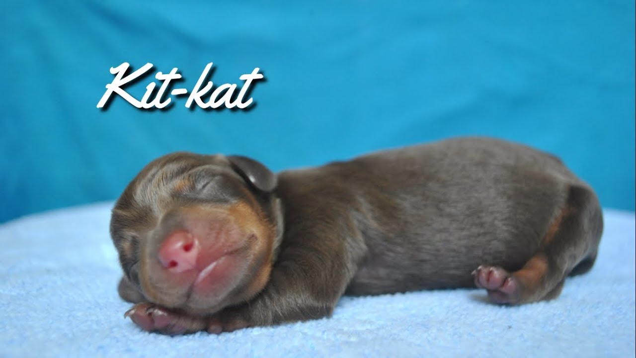 SATISFYING PICTURE COMPILATION OF DACHSHUND PUPPIES SLEEPING