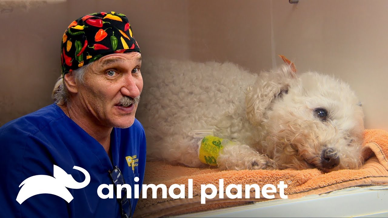 Cadela pega pneumonia e corre risco de morte | Veterinário das montanhas | Animal Planet Brasil