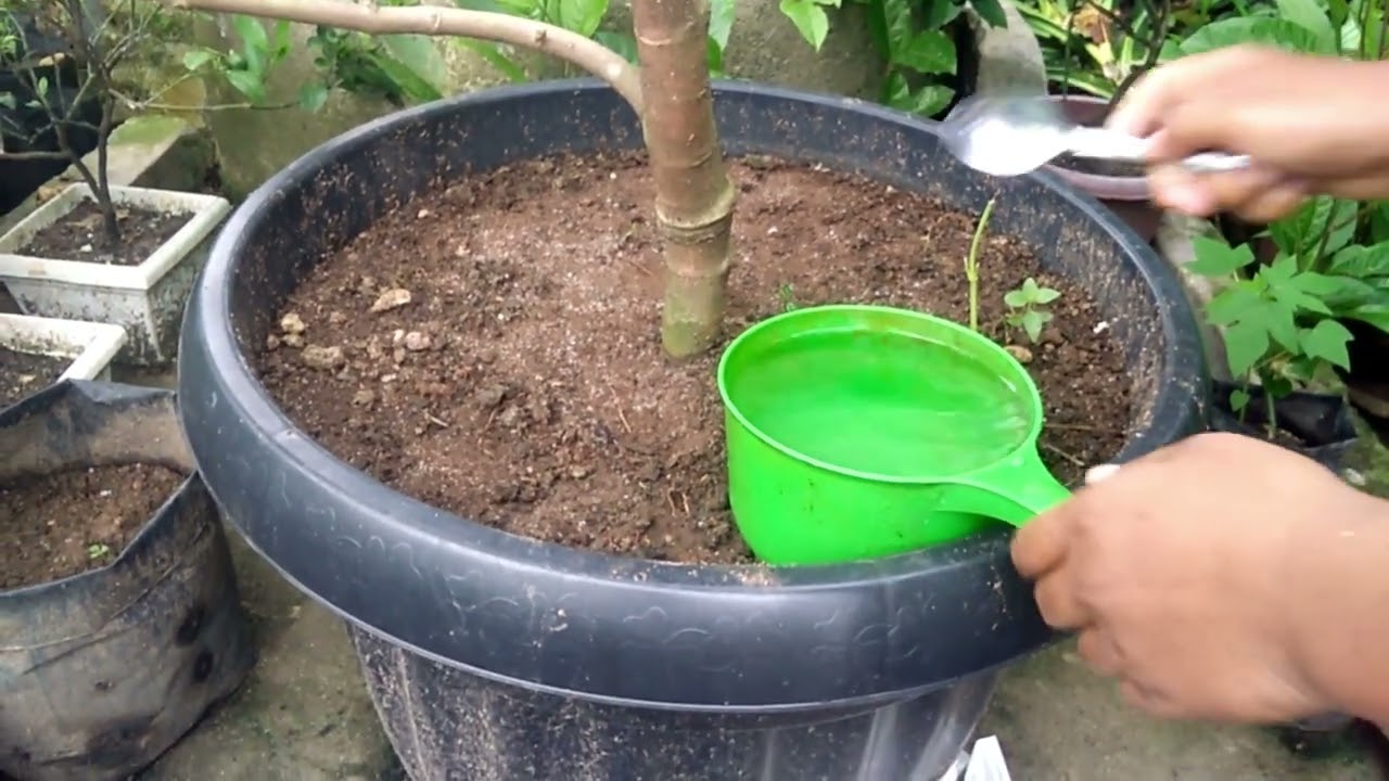 Merangsang Pembuahan Jambu Madu dengan Pupuk MKP dan KNO3