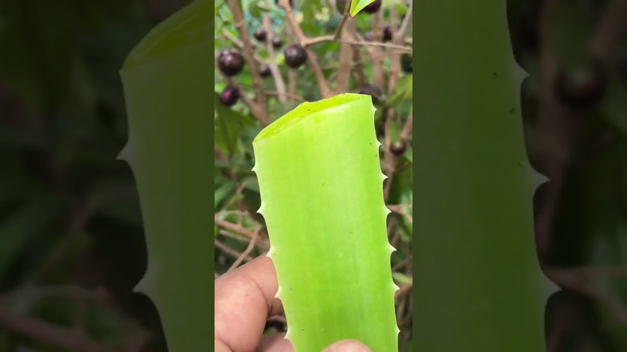 COMO ENRAIZAR QUALQUER GALHO USANDO ISSO #enraizador #enraizamento #jabuticaba