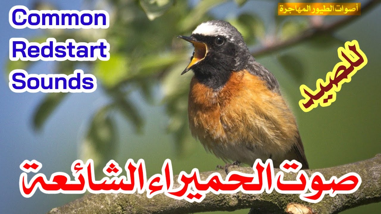 صوت الحميراء الشائعة(حمرية) || Common Redstart Sound