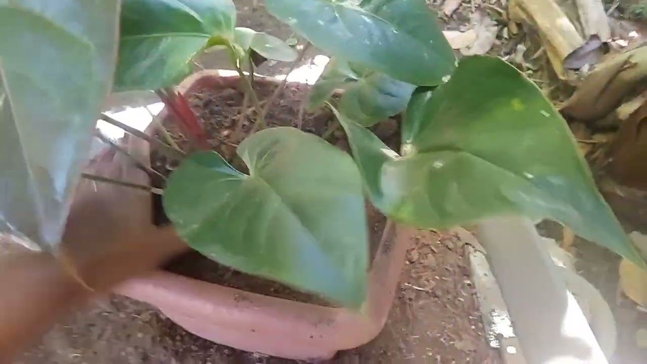 Dicas de cultivo para antúrios/parte 1