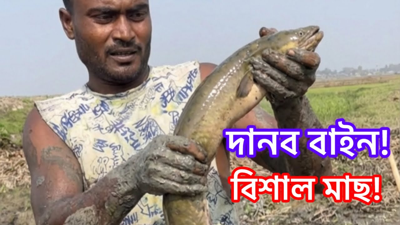 অবিশ্বাস্য! কাদার ভেতর থেকে বিশাল বড় বাইন মাছ ধরল। Amazing Big Eel Fish Catching from Mud #Pabna 