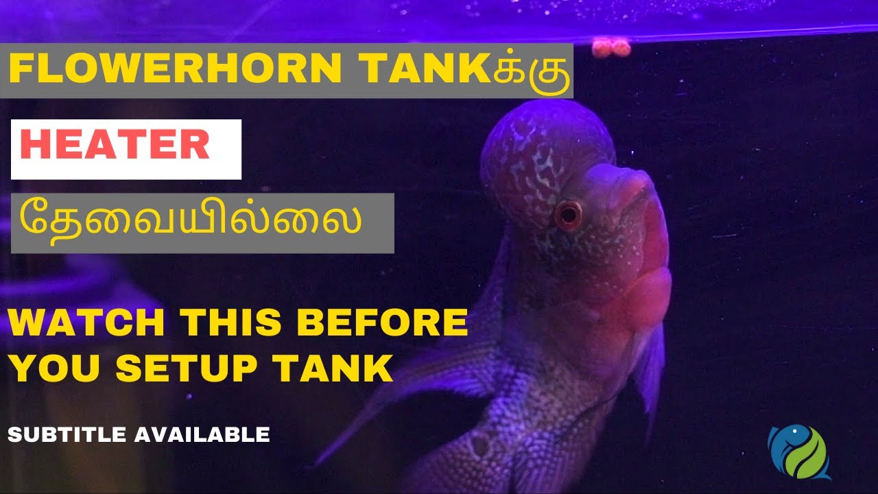 #153 HOW TO AQUARIUM SETUP FOR FLOWERHORN | TAMIL