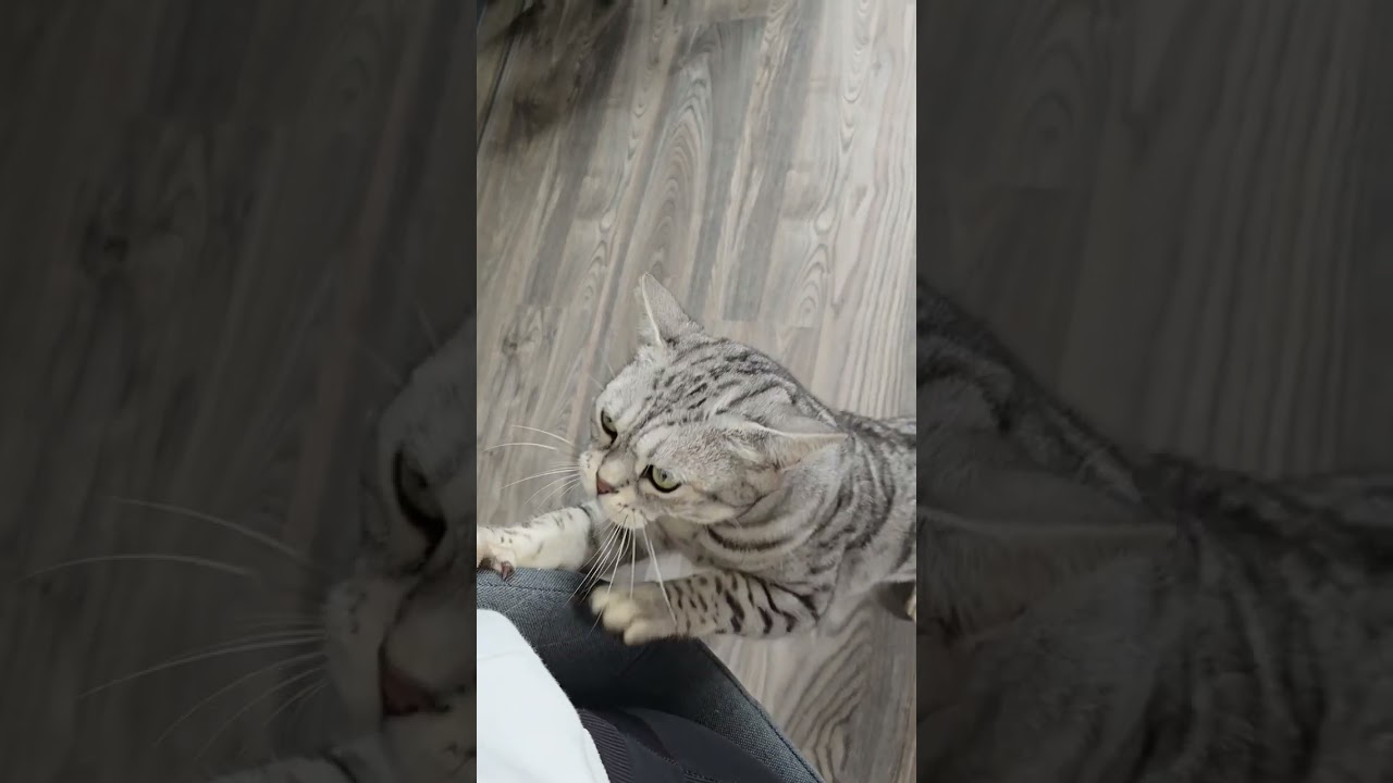 Cosmo ist wieder übergriffig