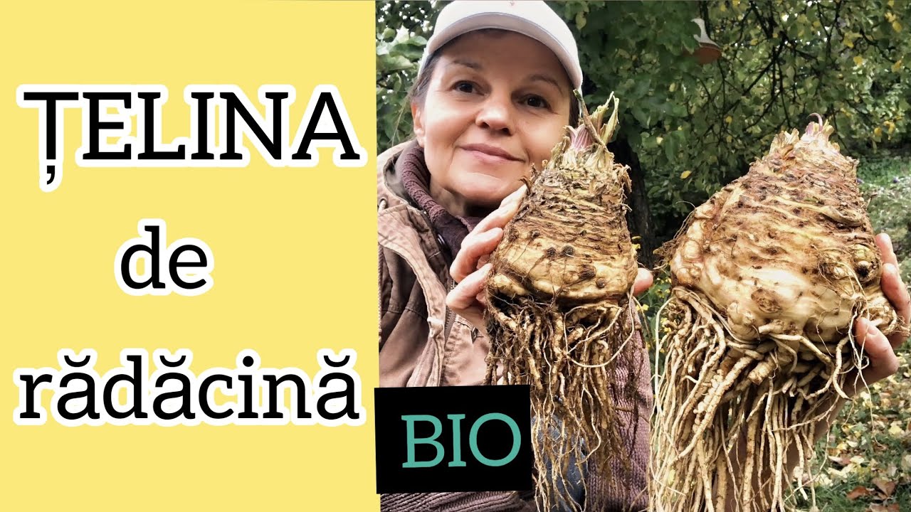 TELINA DE RADACINA. Secretele mele pentru radacini mari si frumoase de telina