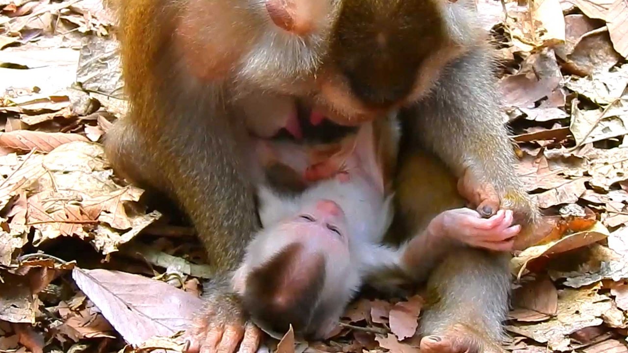 Lovely Sweet and gorgeous baby, Libby Carefully Watches Her Baby After Placing Him on the Ground