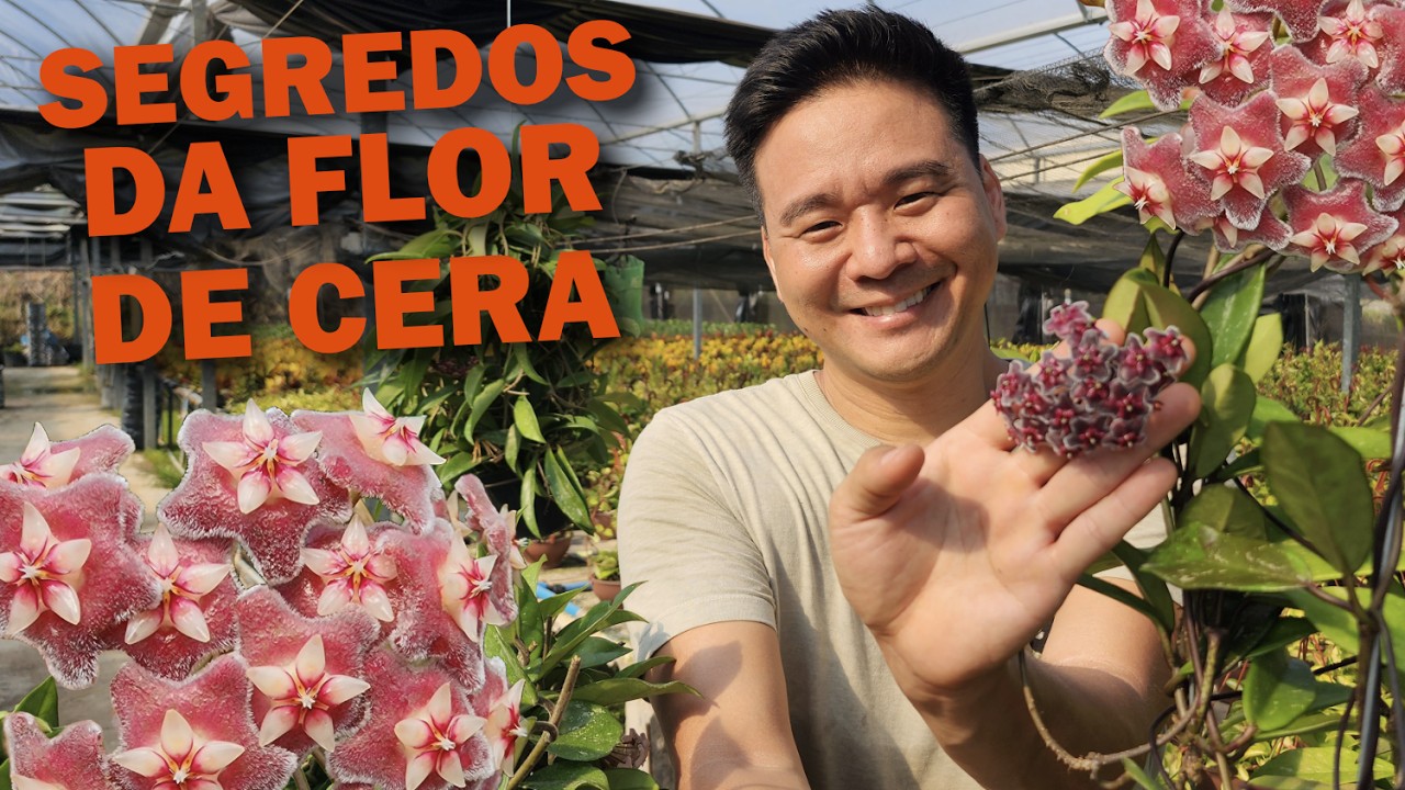 Flor de Cera dicas de cultivo