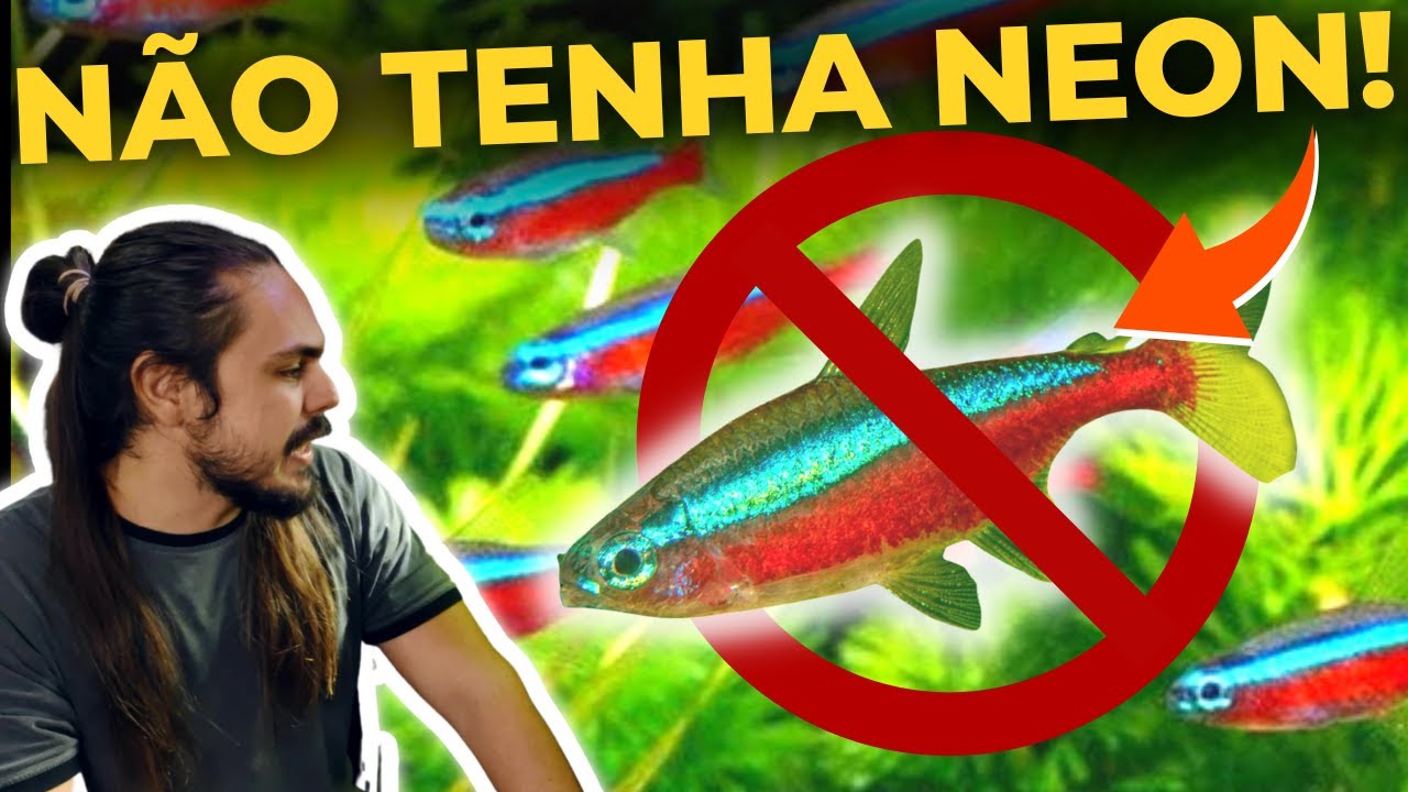 🔴NÃO TENHA TETRA NEON ANTES DE VER ESSE VÍDEO! |Mr. Betta|