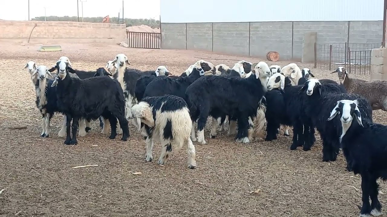 Dekhiae  🦙 doston  l Meri Bakri kaisi hai Saudi lArab ki viral bakri saudi Arab l