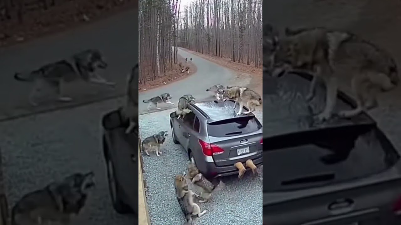 No Escape &mdash; Wolves Attack the Car 🐺🚗